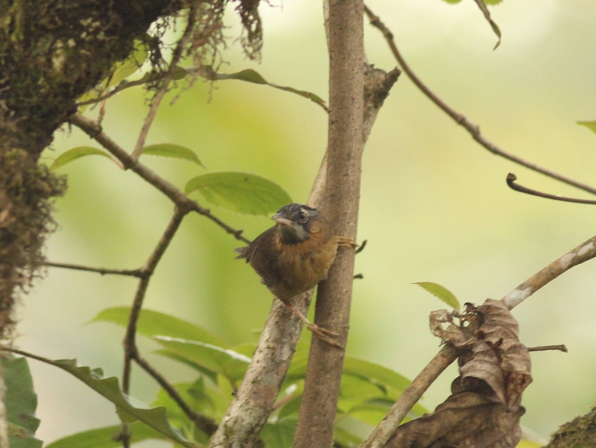 Gray-throated Babbler - ML244749331