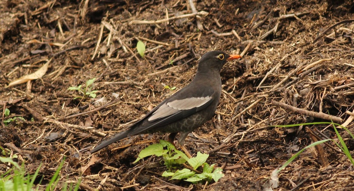 Gray-winged Blackbird - ML244749431