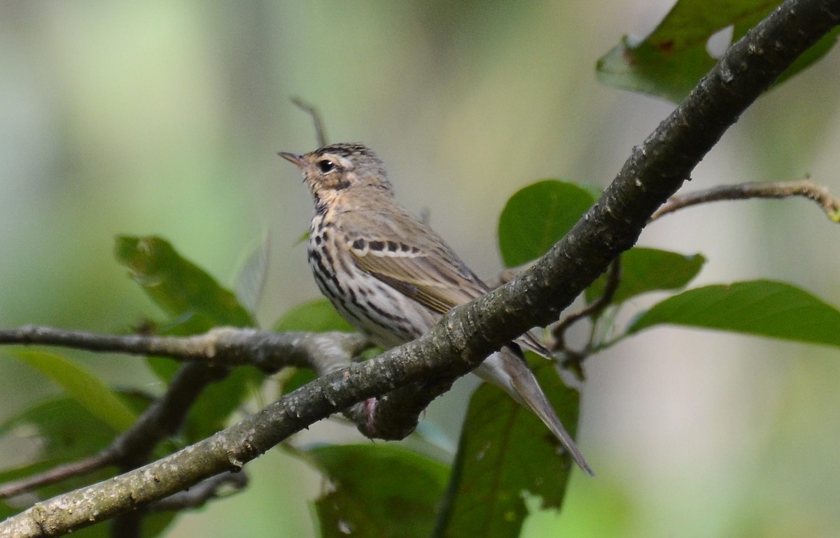 Olive-backed Pipit - ML244752441