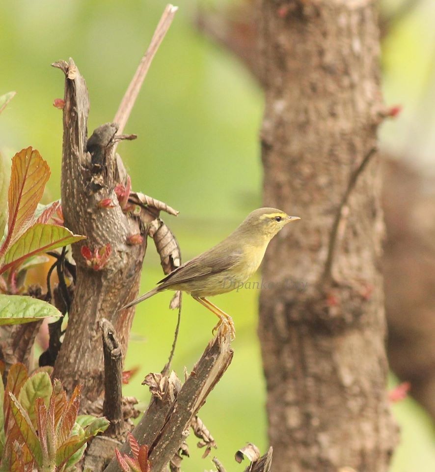 Tickell's Leaf Warbler (Tickell's) - Dipankar Roy