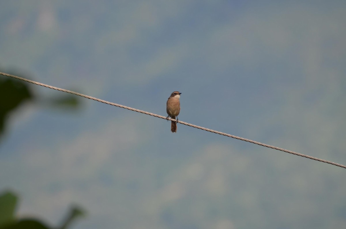 Brown Shrike - Dipankar Roy