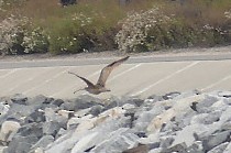 Long-billed Curlew - ML244753351