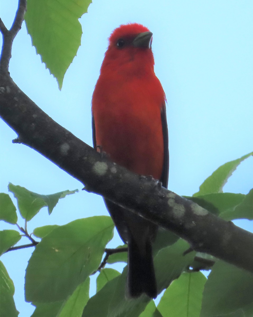 Scarlet Tanager - ML244753551