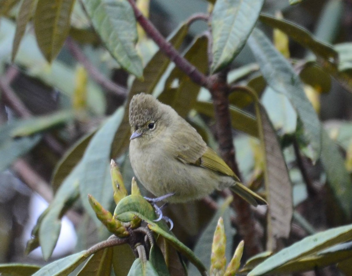 Yellow-browed Tit - ML244754311
