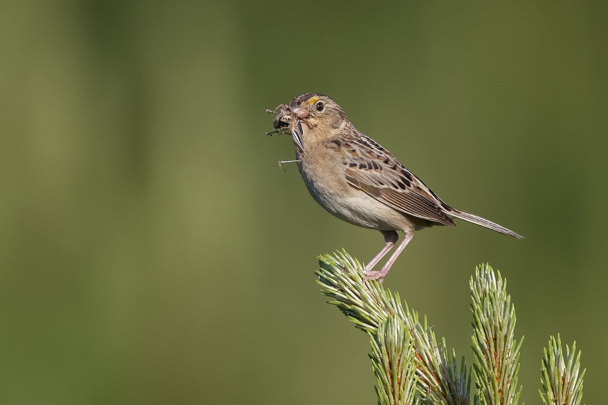 Grasshopper Sparrow - ML244754381