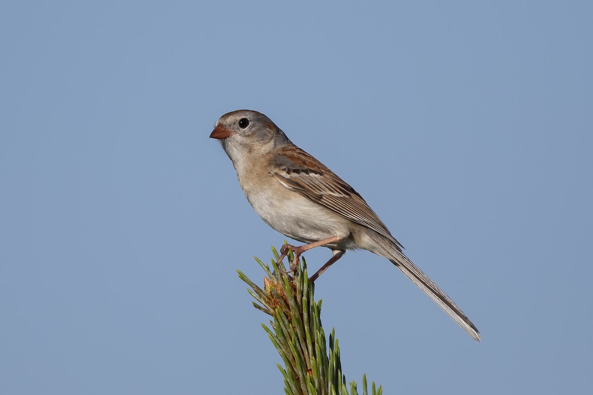 Field Sparrow - Peter Hawrylyshyn