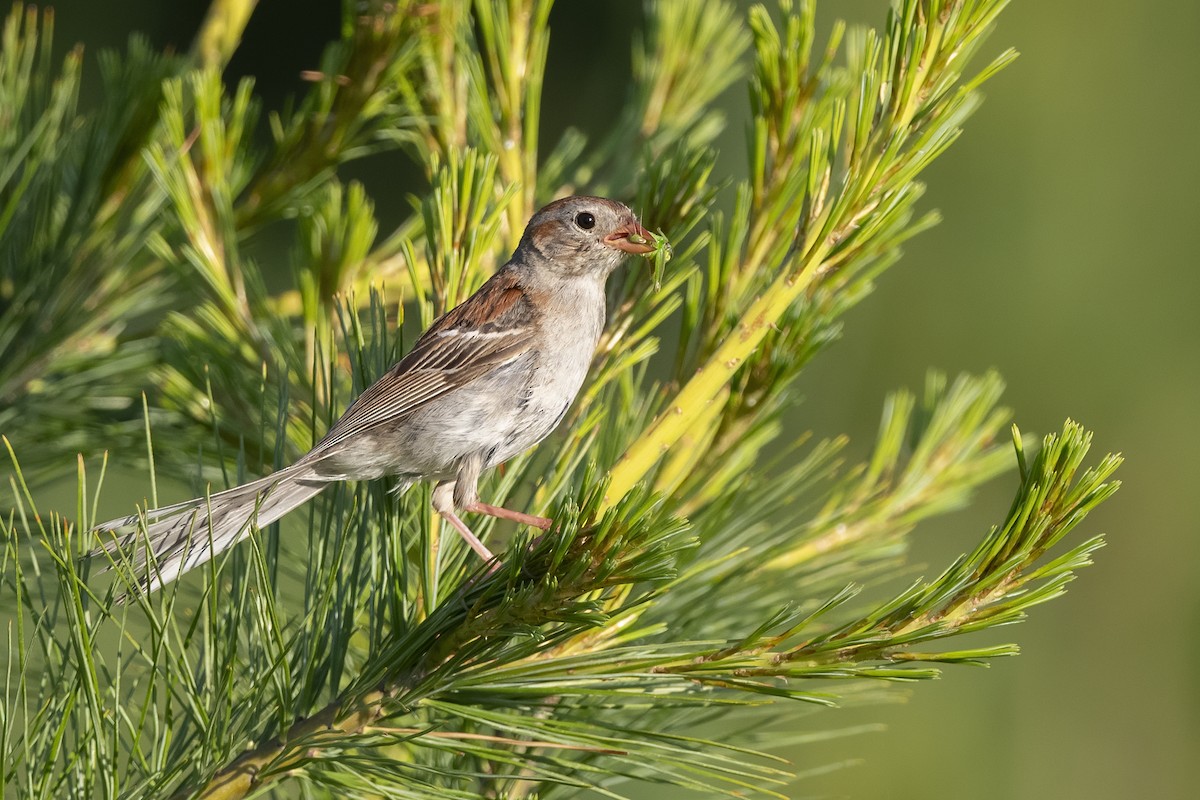 Field Sparrow - ML244754731