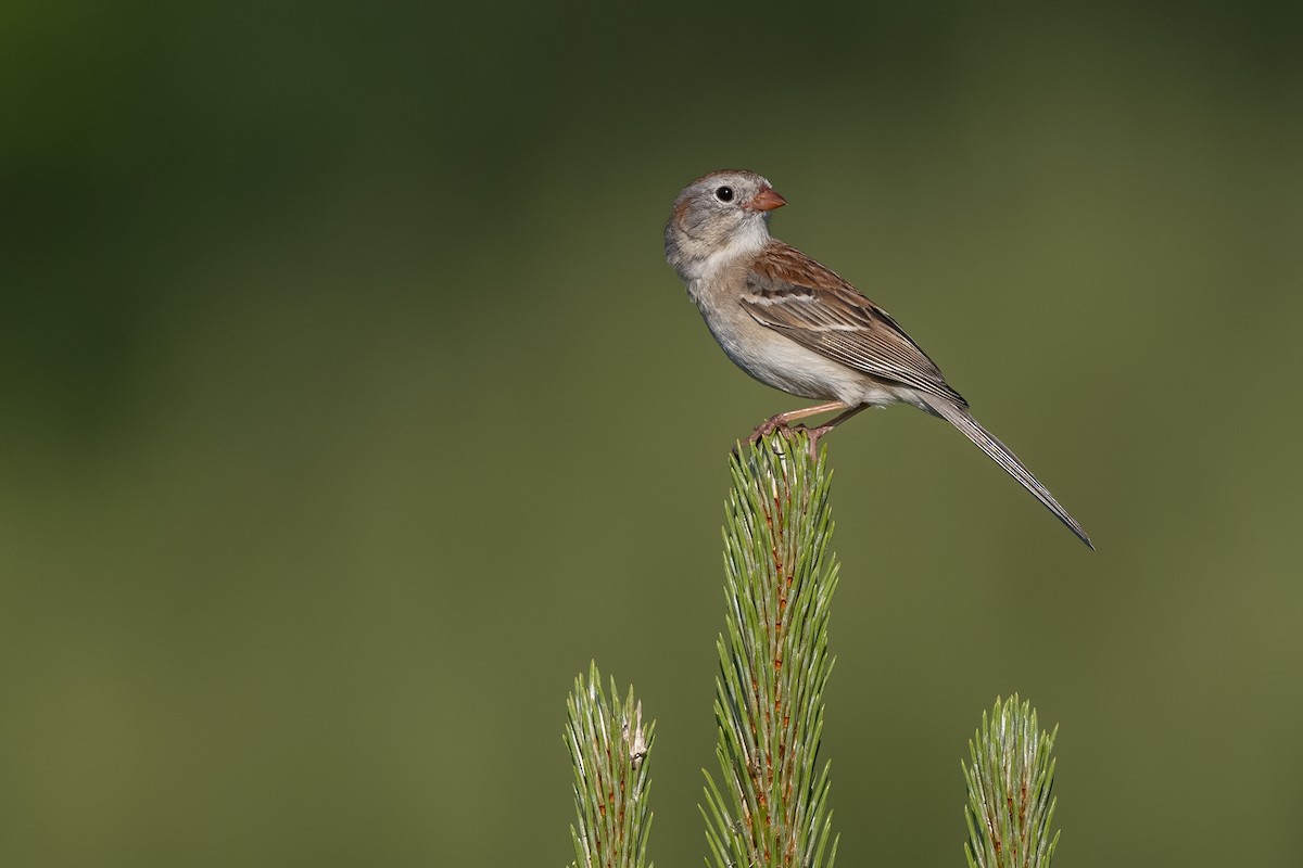 Field Sparrow - ML244754741