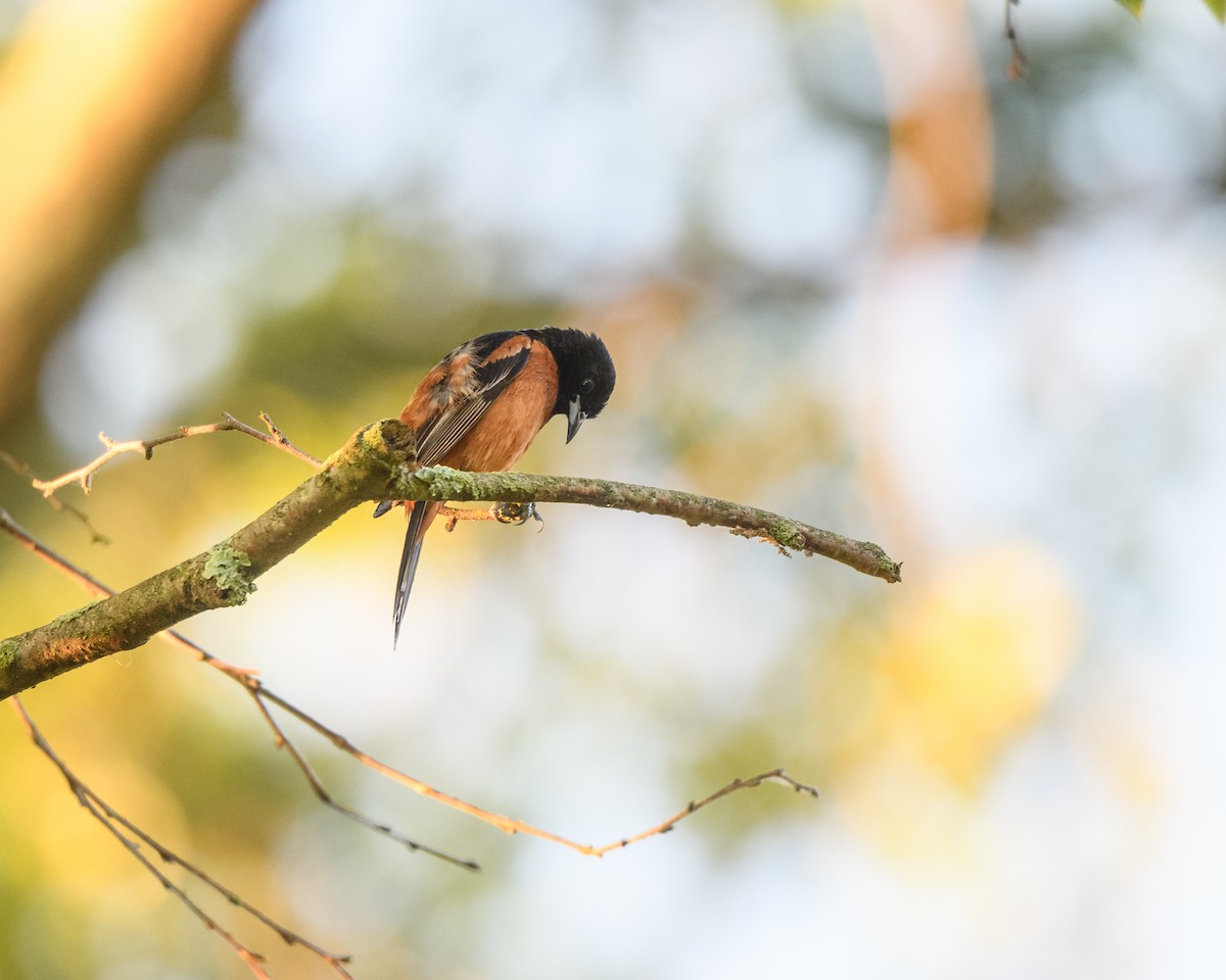 Orchard Oriole - ML244755001