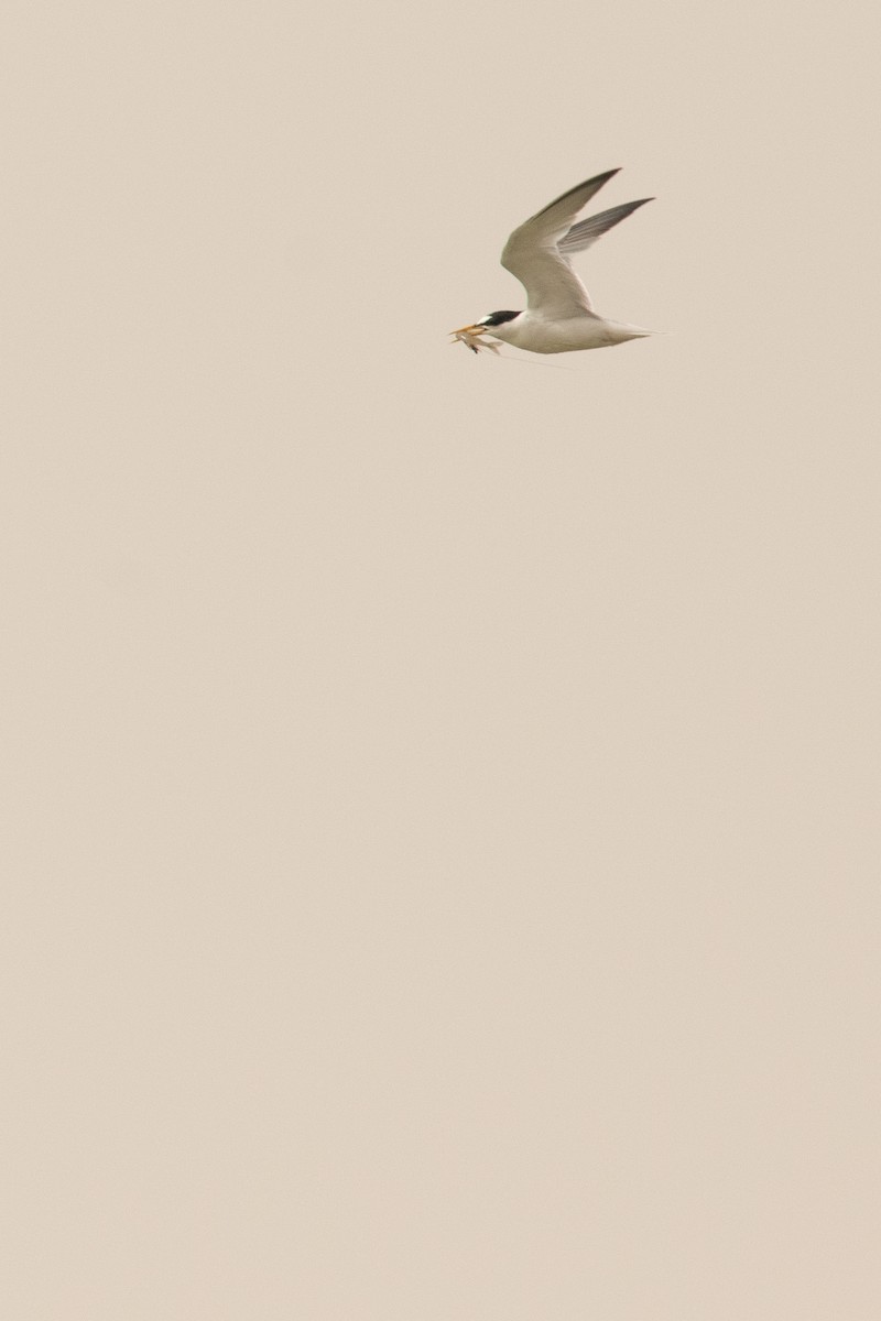 Little Tern - ML244756991