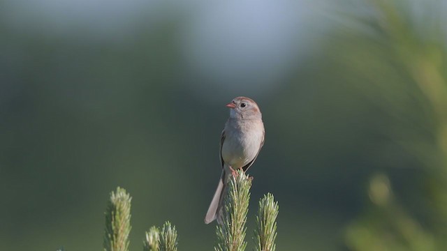 Field Sparrow - ML244757031