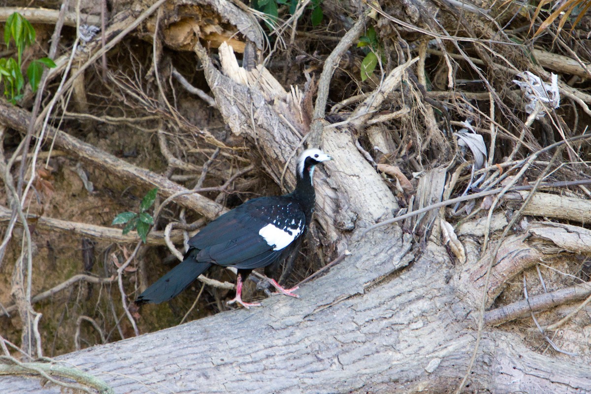 White-throated Piping-Guan - ML244757471