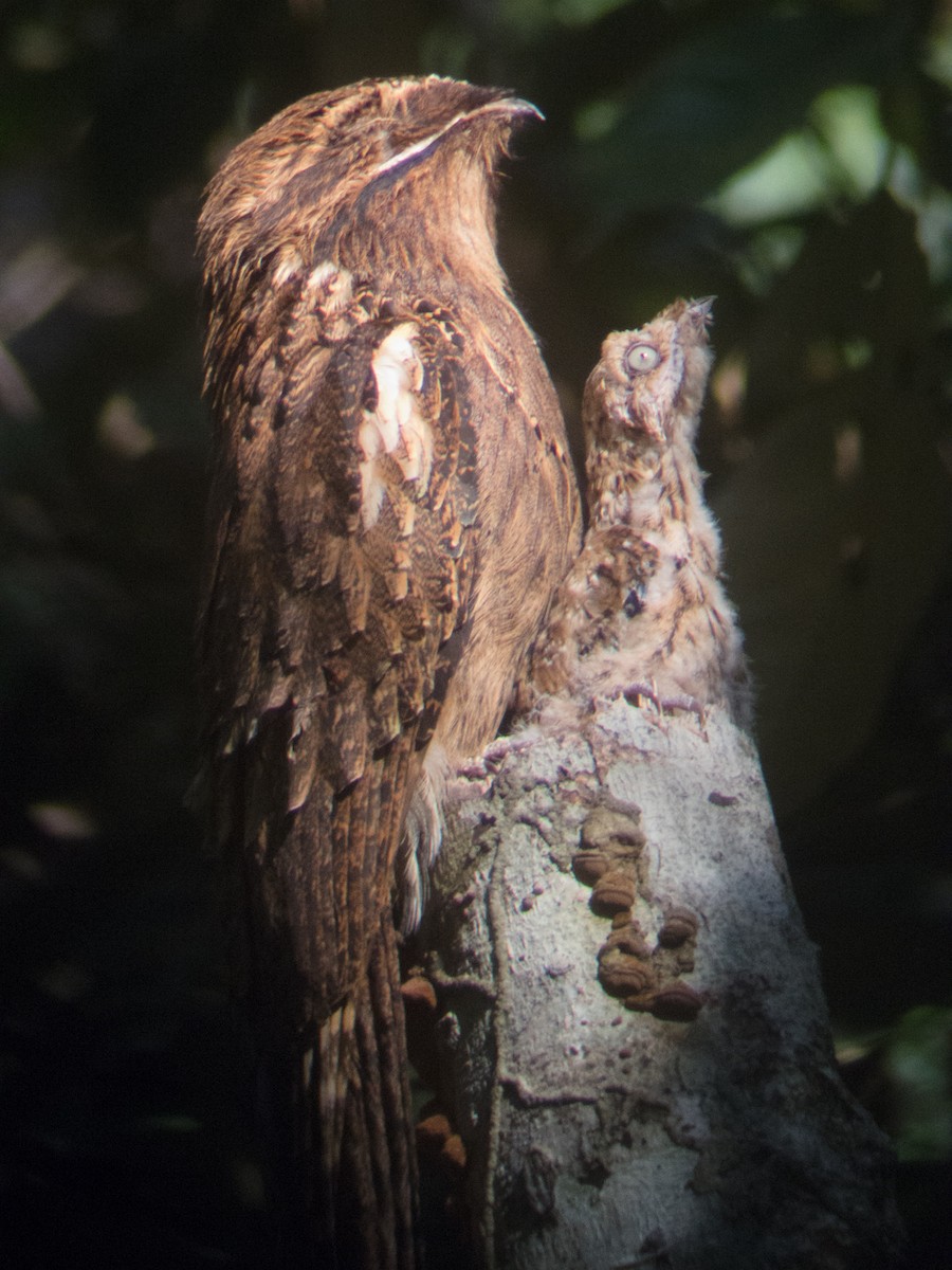 Long-tailed Potoo - Mike Greenfelder