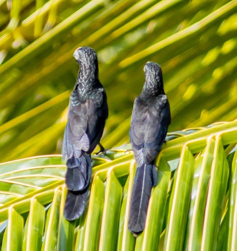 Groove-billed Ani - Mike Weber