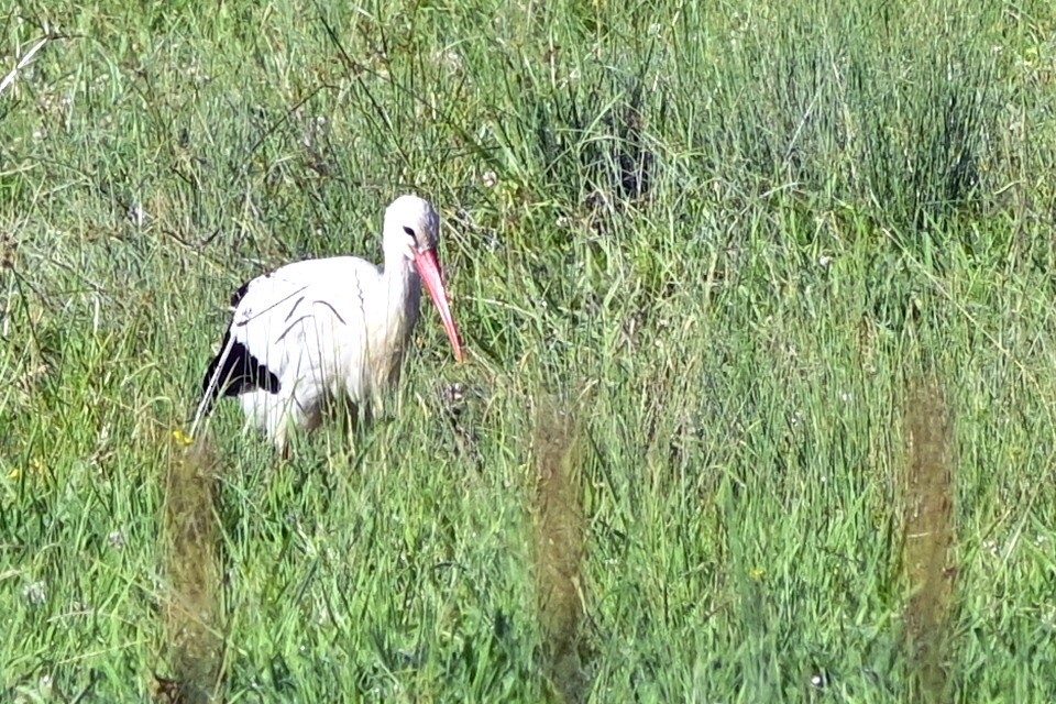 White Stork - ML244759131
