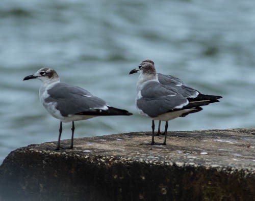 Laughing Gull - Mike Weber