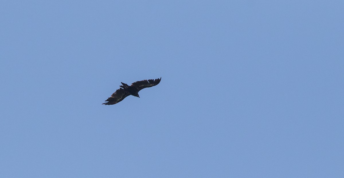Cinereous Vulture - ML244762461