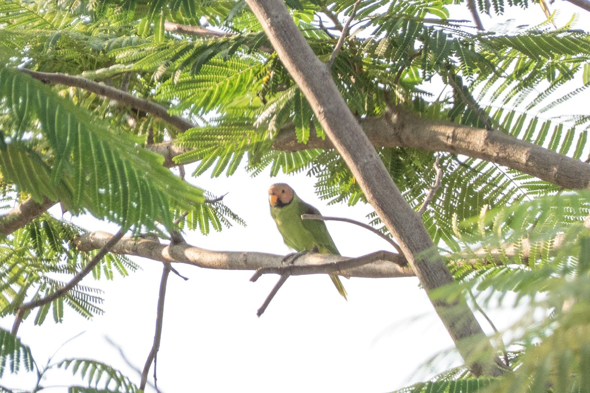 Blossom-headed Parakeet - Wich’yanan Limparungpatthanakij