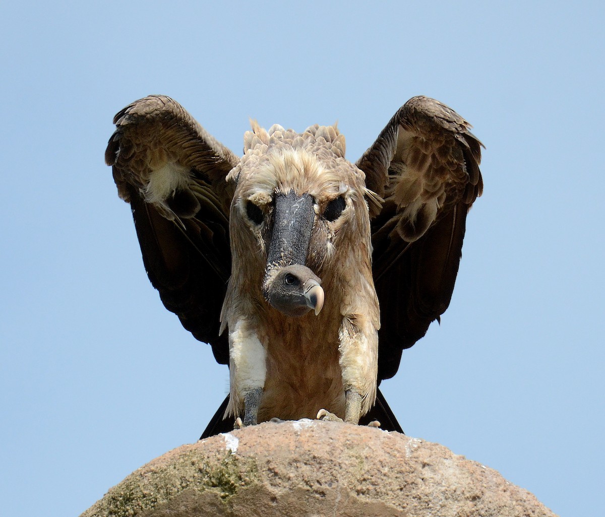 Indian Vulture - ML244770581