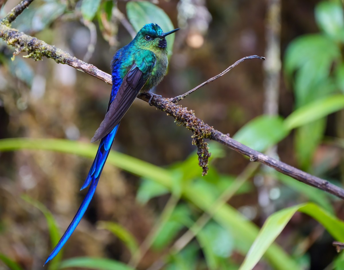 Violet-tailed Sylph - ML244773861