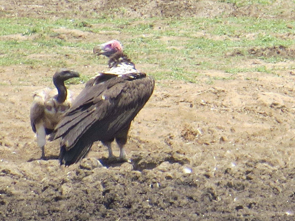 Lappet-faced Vulture - ML244774441