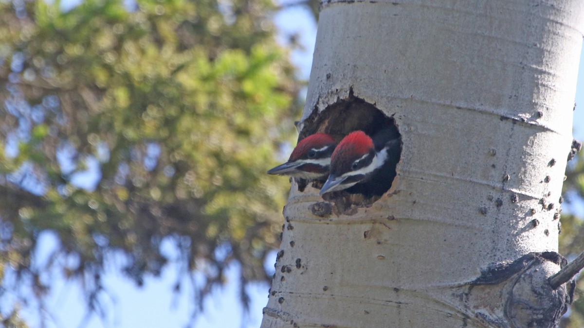 Pileated Woodpecker - Jim Sims