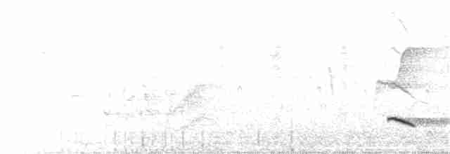 Белохвостый коршун - ML244793181