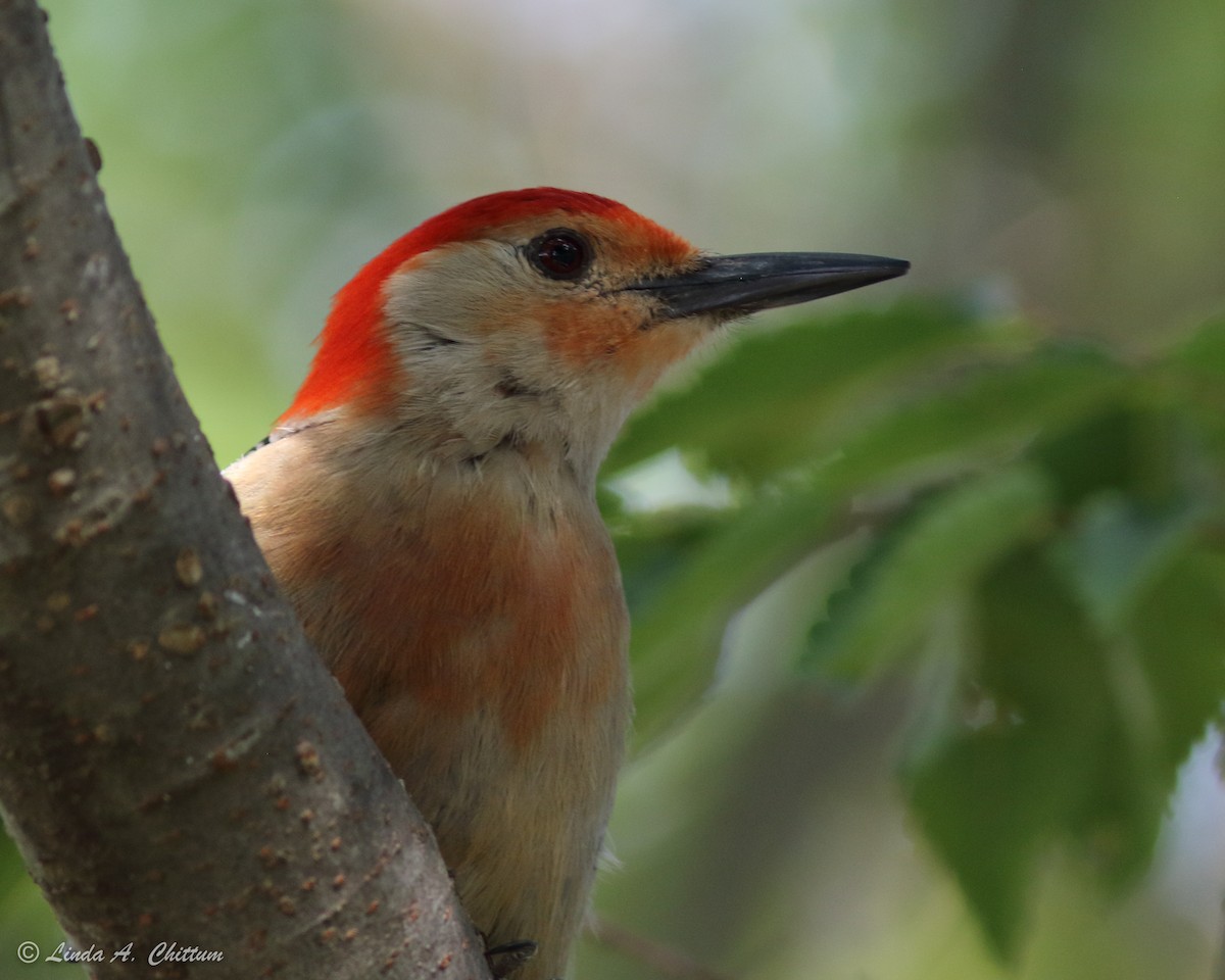 Red-bellied Woodpecker - Linda Chittum