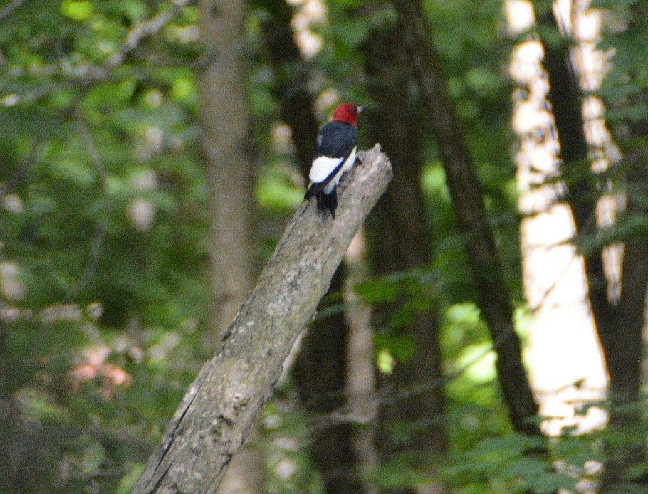 Red-headed Woodpecker - ML244799781