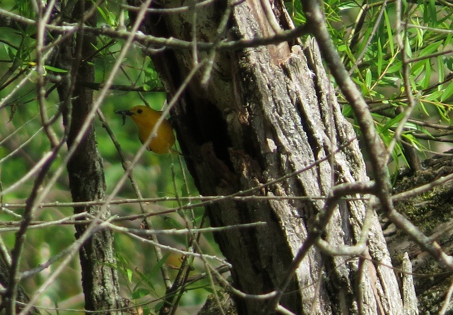 Prothonotary Warbler - ML244800421