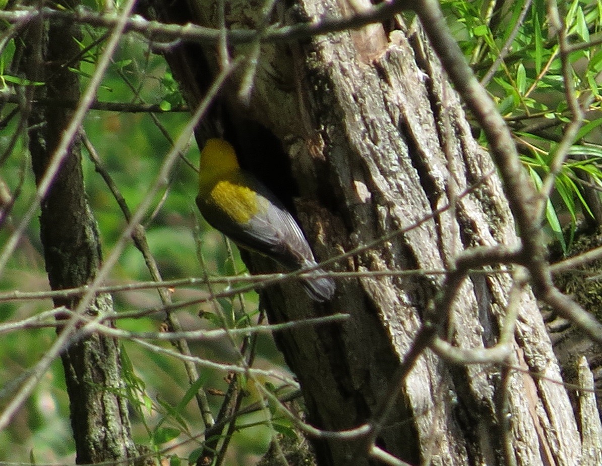 Prothonotary Warbler - ML244800461