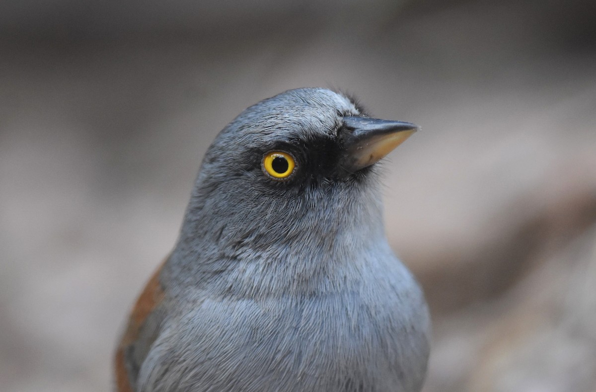 Yellow-eyed Junco (Mexican) - Caleb Strand