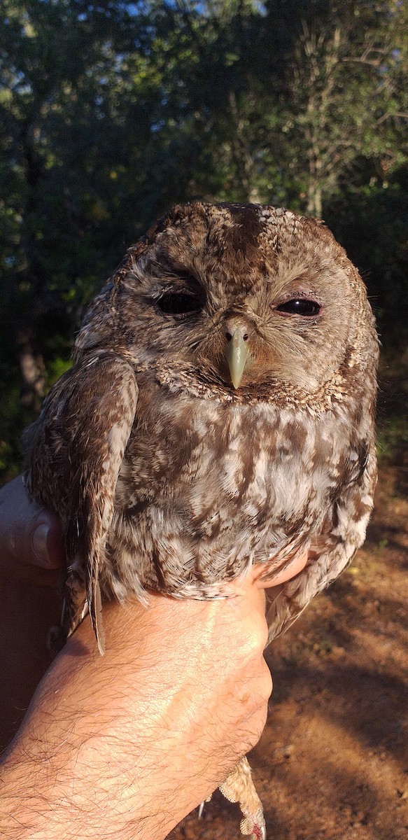 Tawny Owl - ML244809251
