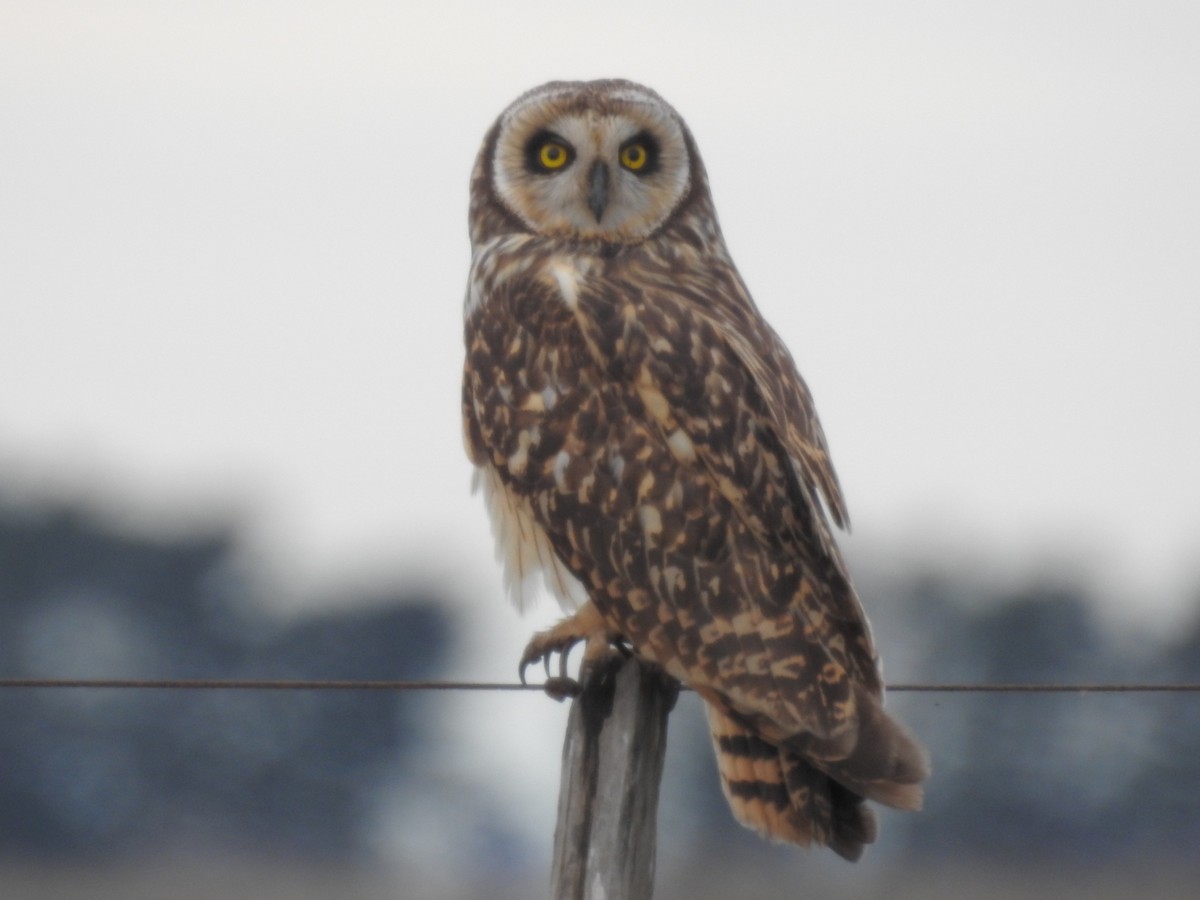 Short-eared Owl - ML244812391