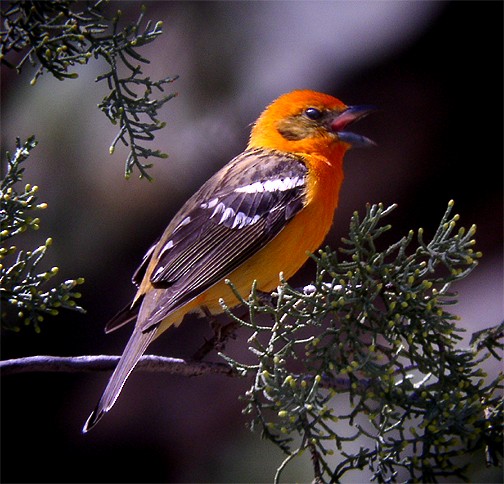 Flame-colored Tanager - ML244814711