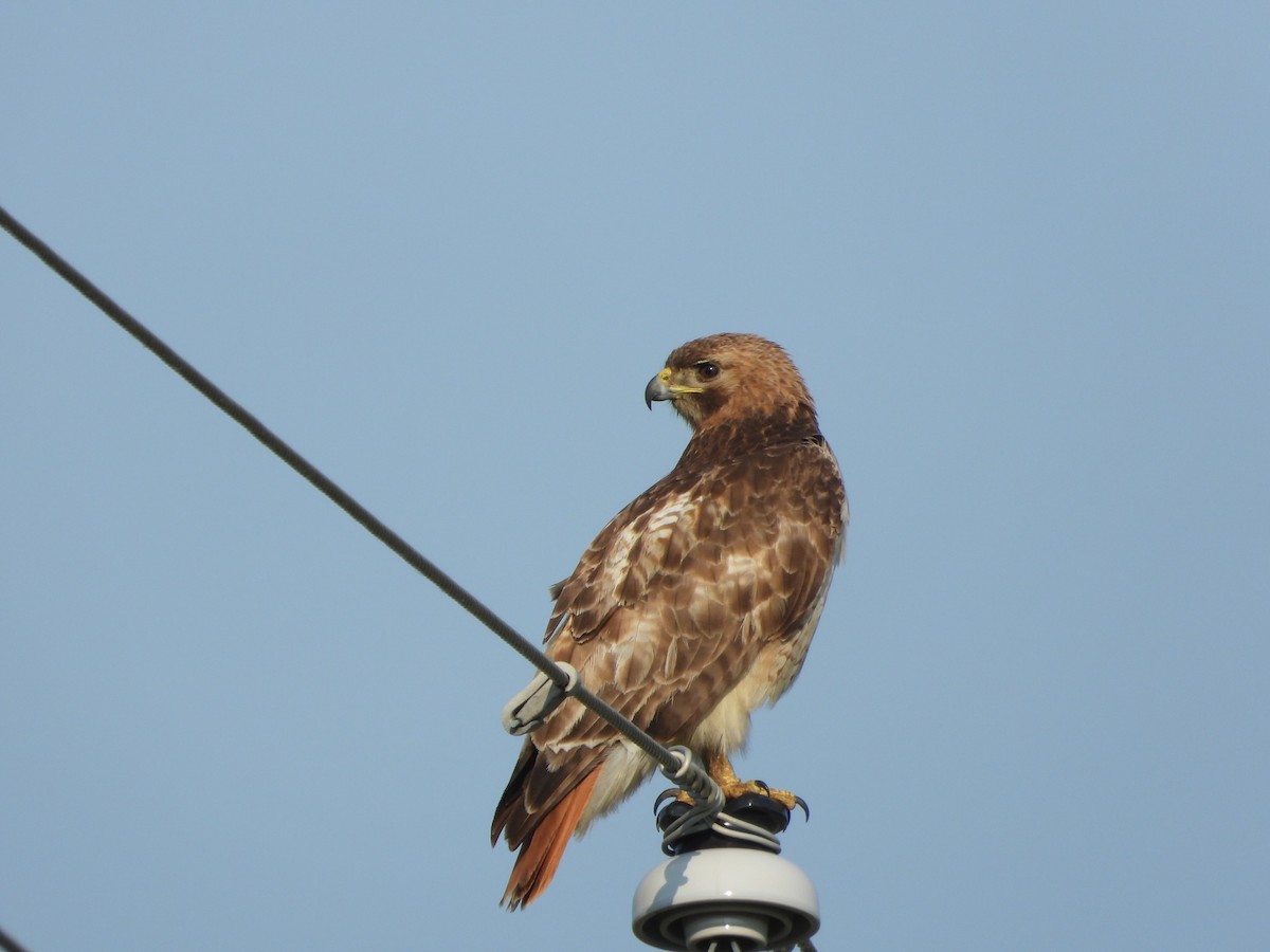 Red-tailed Hawk - ML244814821