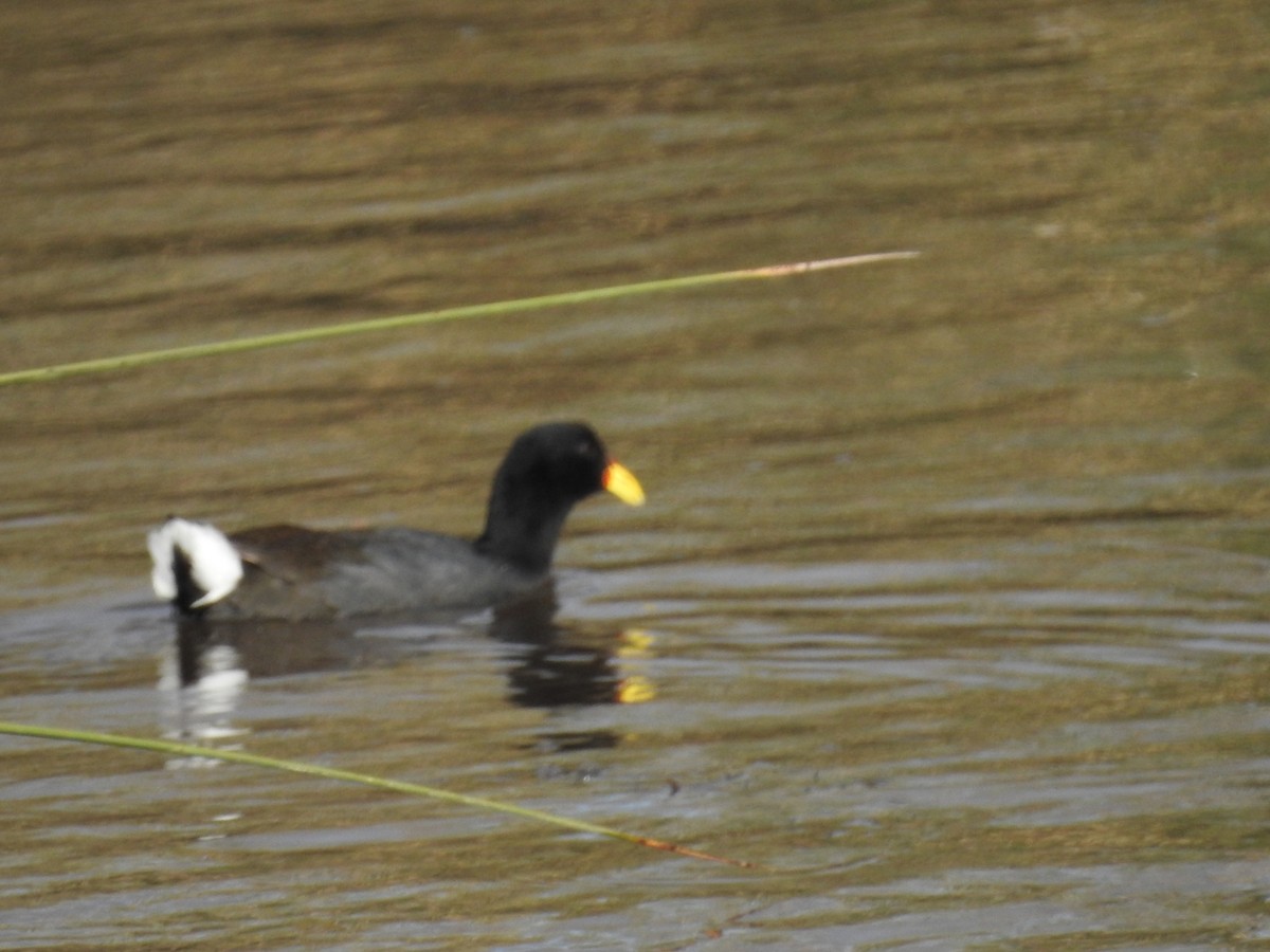 Red-fronted Coot - ML244816461