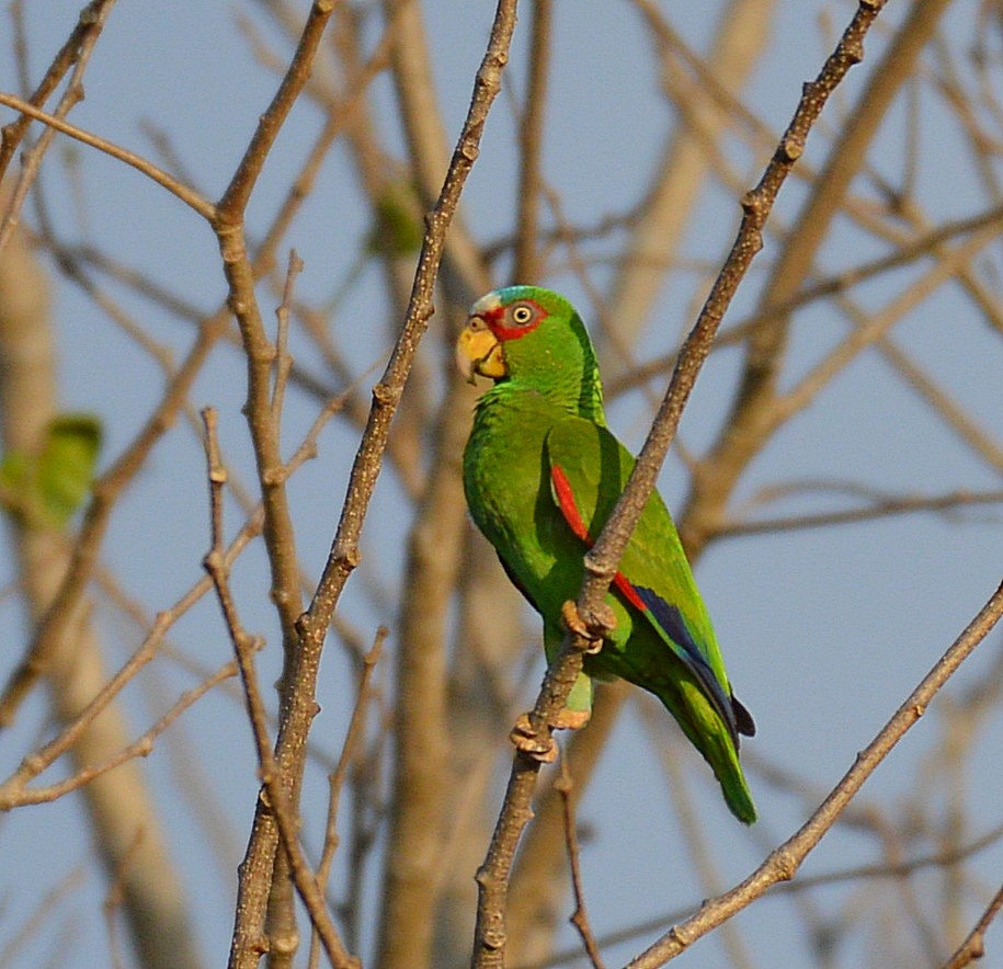 White-fronted Parrot - Daniel Murphy