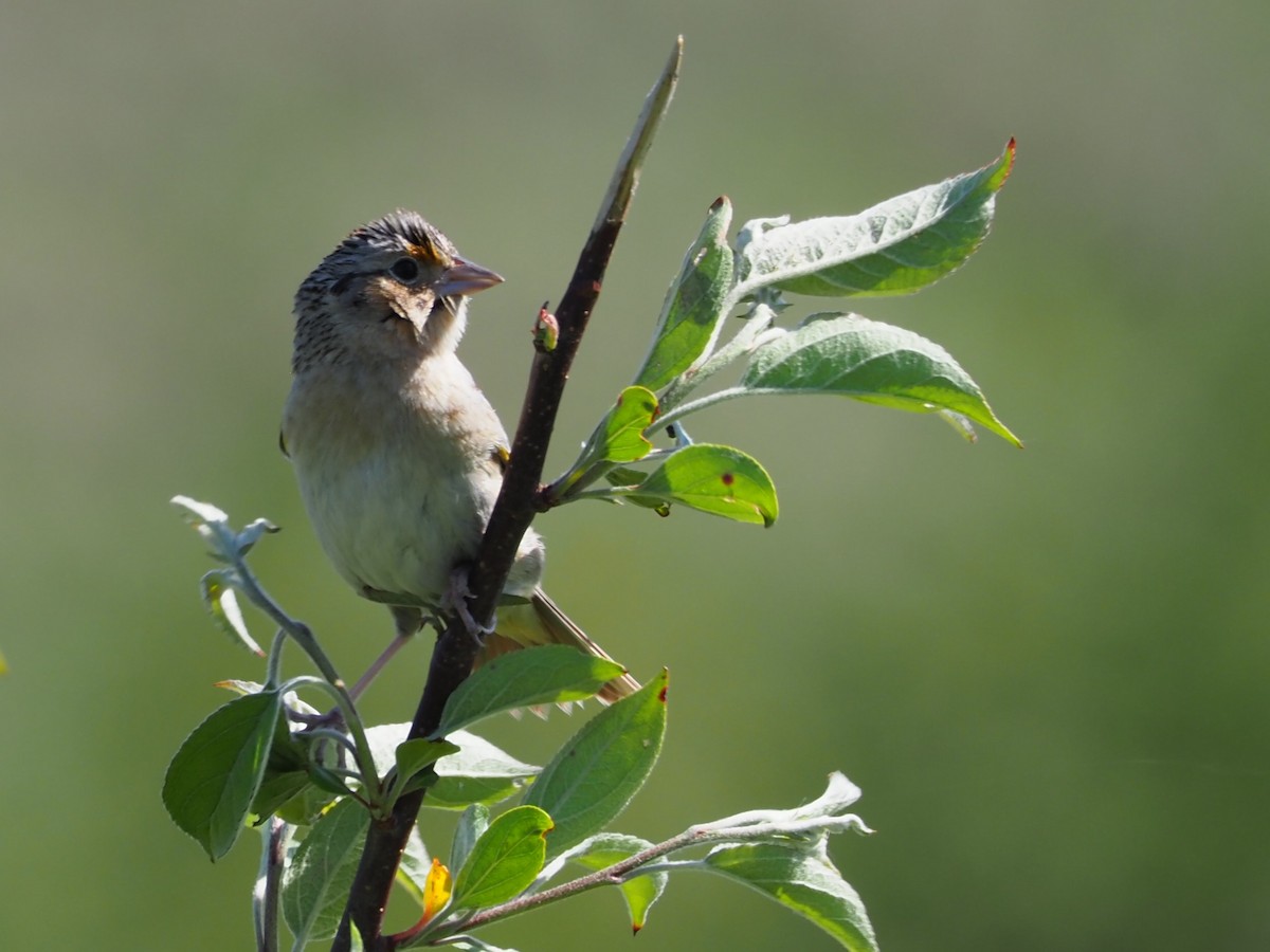 Grasshopper Sparrow - Sarah Preston