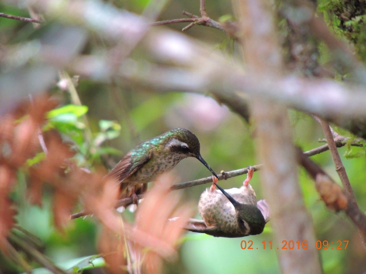 Speckled Hummingbird - Paul Molina A