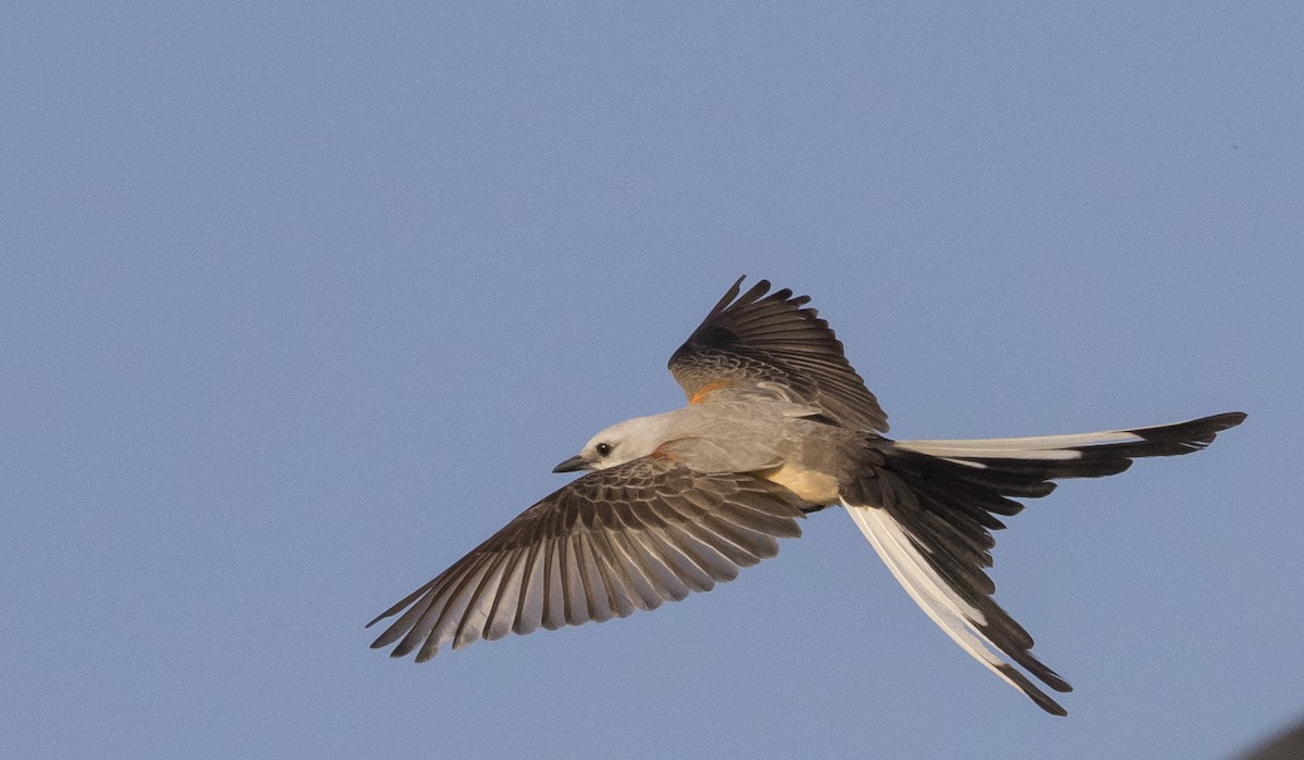 Scissor-tailed Flycatcher - Caleb Putnam