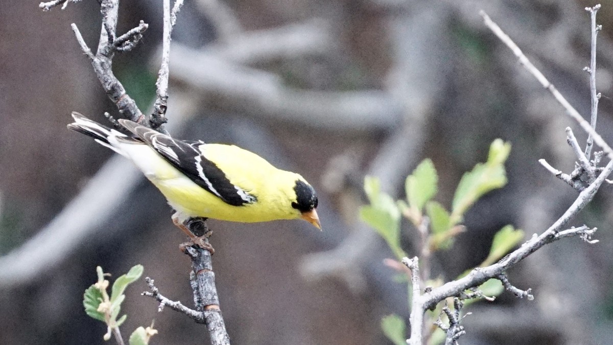 American Goldfinch - Jacob Tims