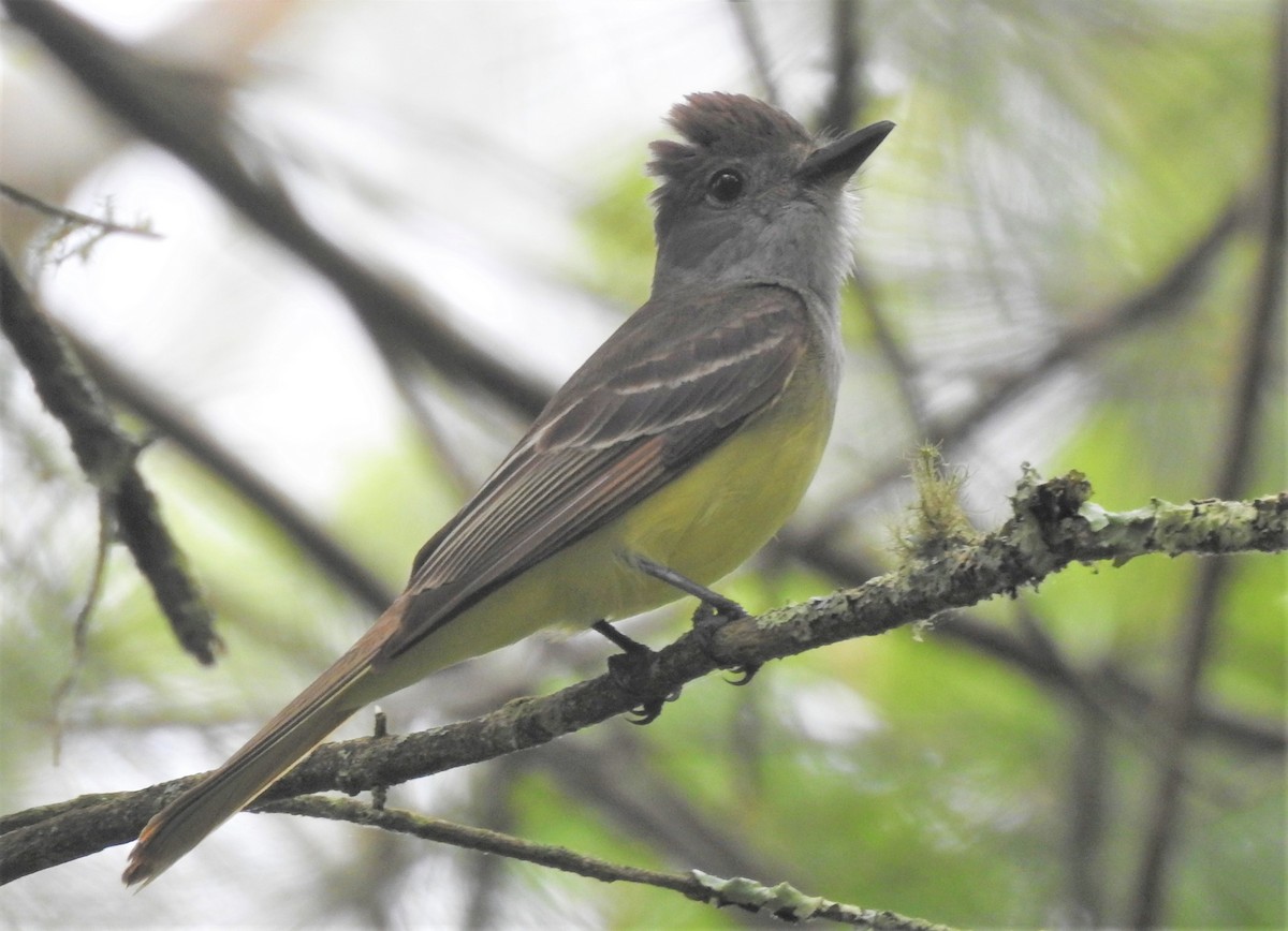 Great Crested Flycatcher - ML244841211