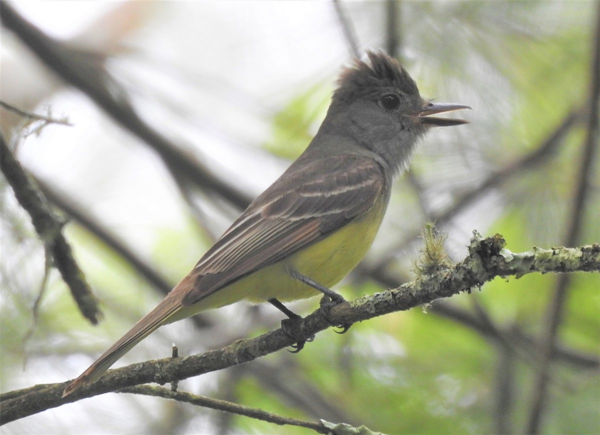 Great Crested Flycatcher - ML244841291
