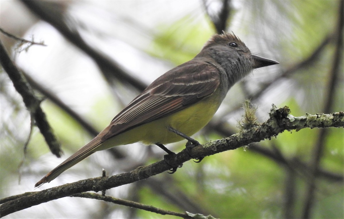 Great Crested Flycatcher - ML244841321