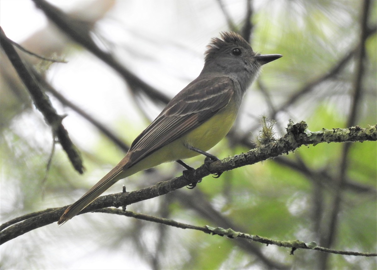 Great Crested Flycatcher - ML244841371