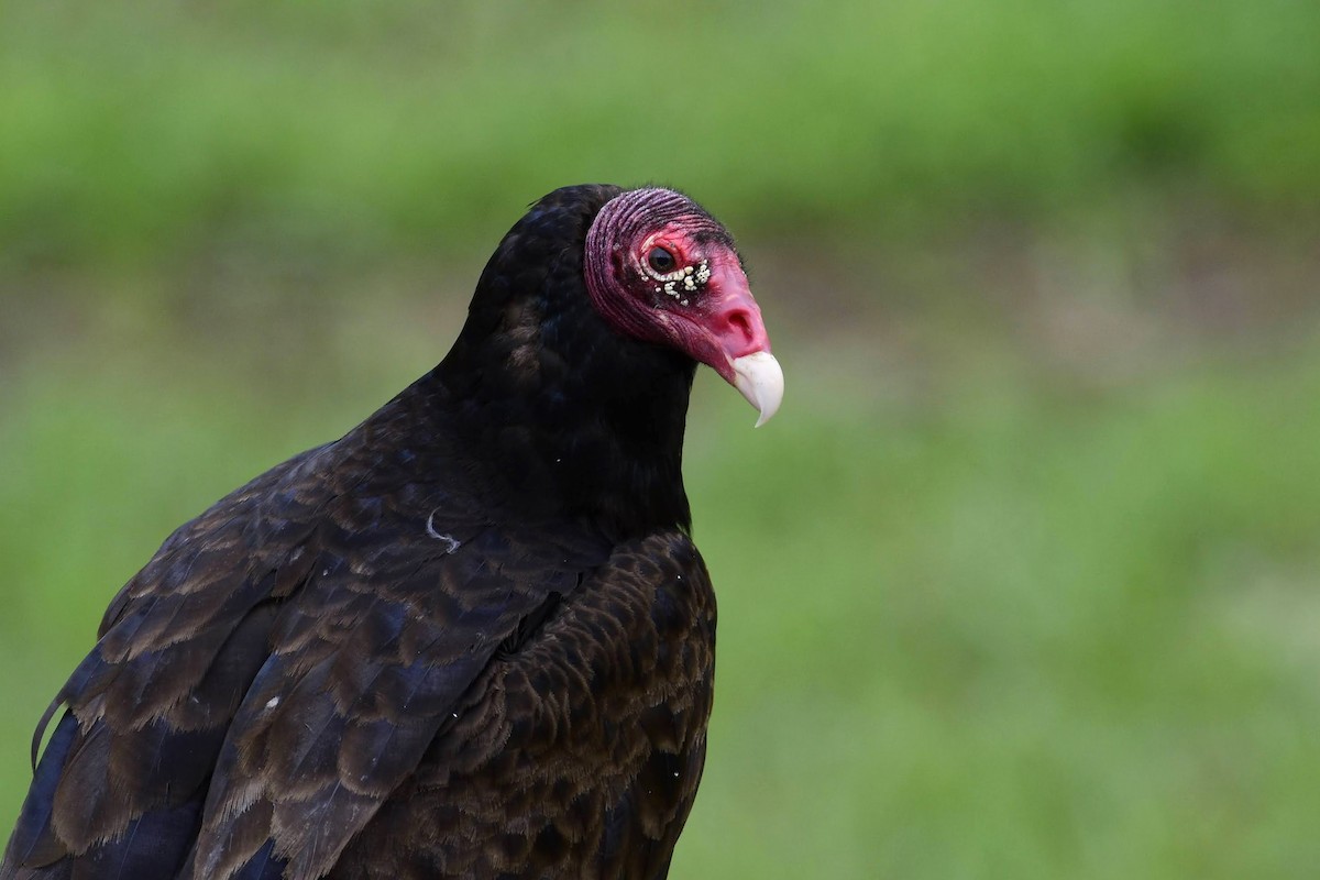 Turkey Vulture - David de Rivera Tønnessen