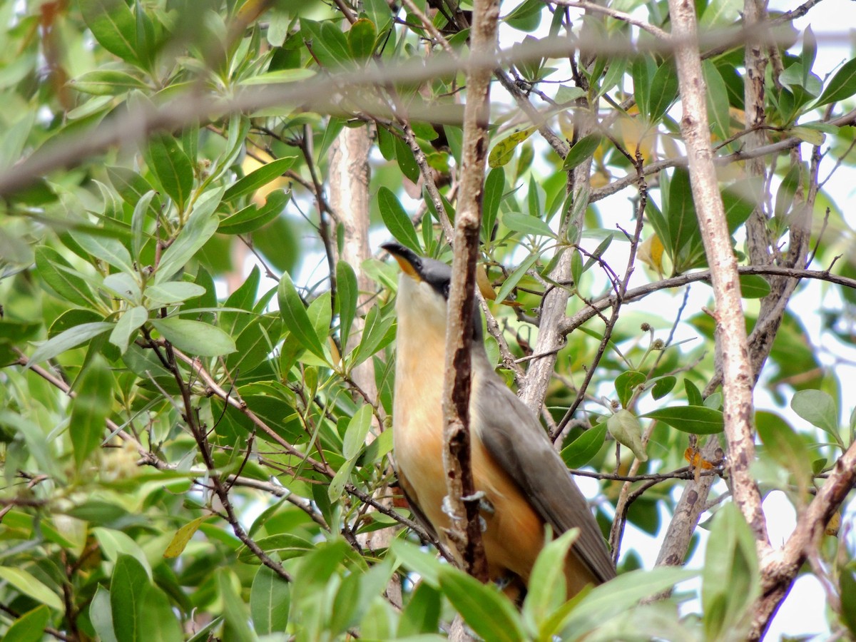 Mangrove Cuckoo - John Haas
