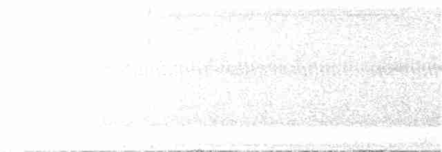 Sincora Antwren - ML244851161
