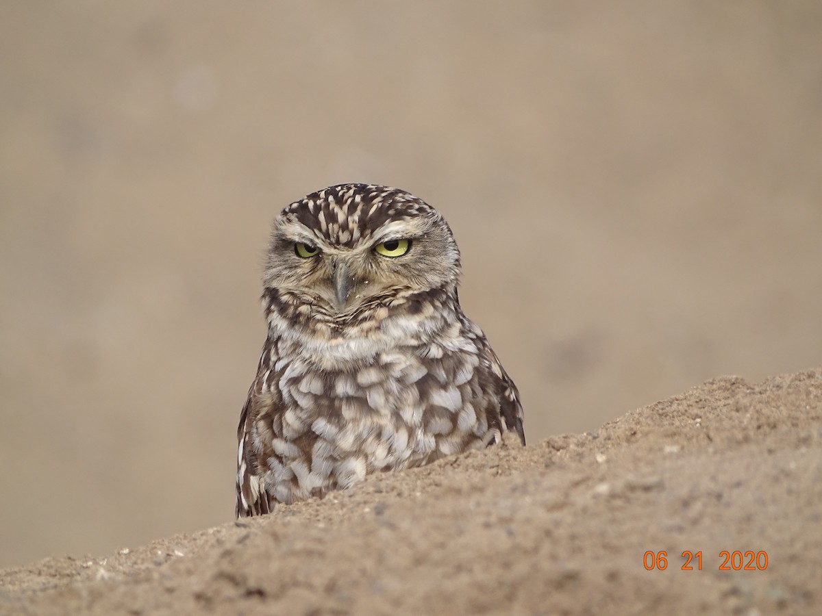 Burrowing Owl - ML244852241